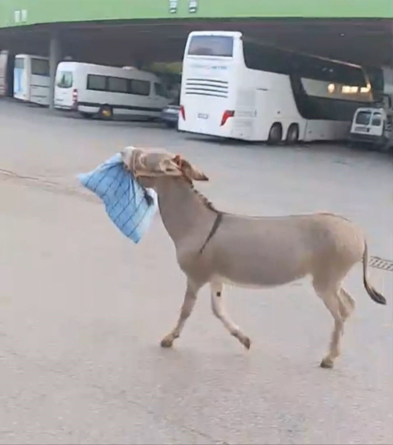 Otogarı karıştıran eşek şof&ouml;r&uuml;n yastığını &ccedil;aldı! İlgin&ccedil; anlar kameralara yansıdı - 2. Resim