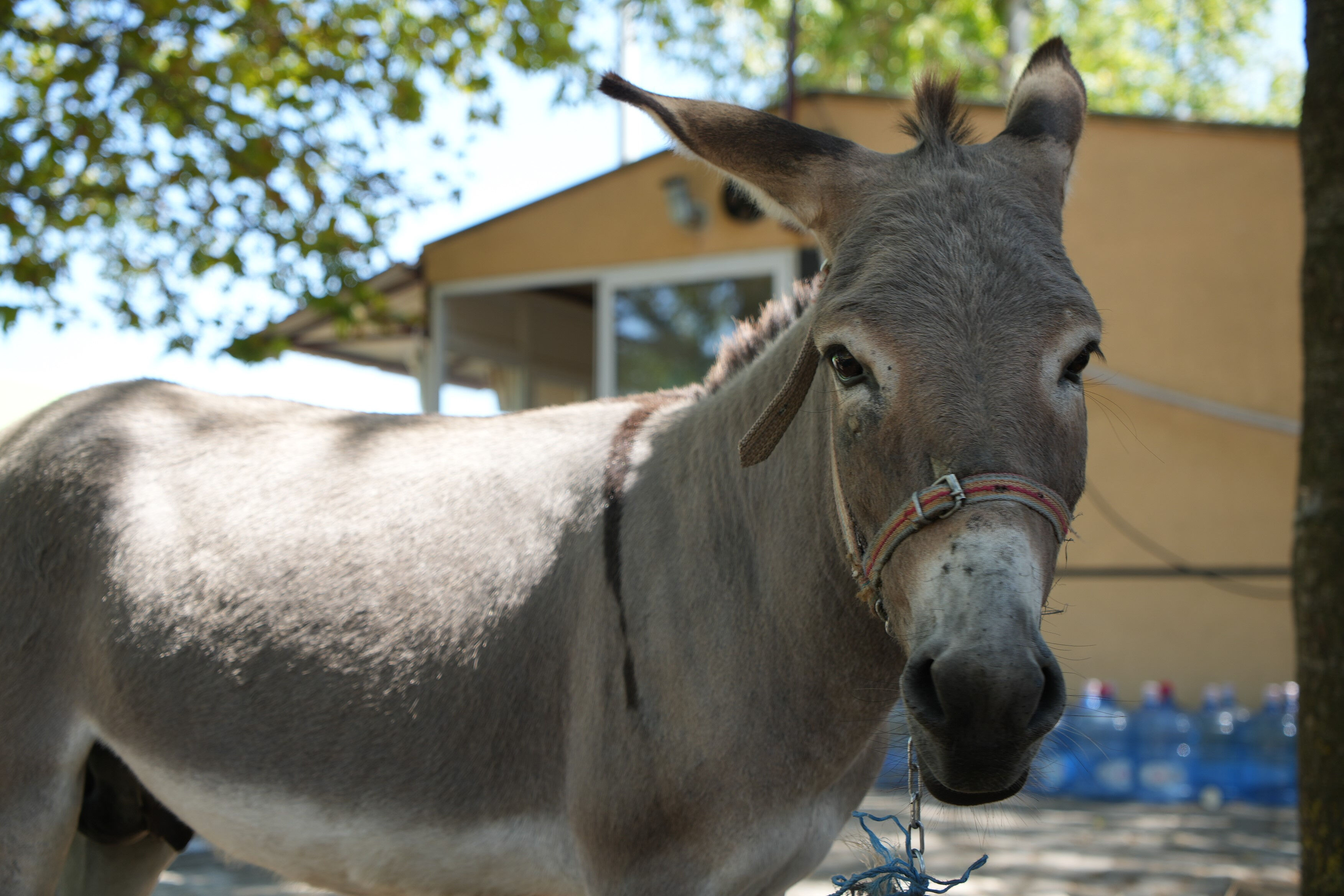 Otogarı karıştıran eşek şof&ouml;r&uuml;n yastığını &ccedil;aldı! İlgin&ccedil; anlar kameralara yansıdı - 3. Resim