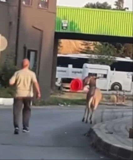 Otogarı karıştıran eşek şof&ouml;r&uuml;n yastığını &ccedil;aldı! İlgin&ccedil; anlar kameralara yansıdı - 1. Resim