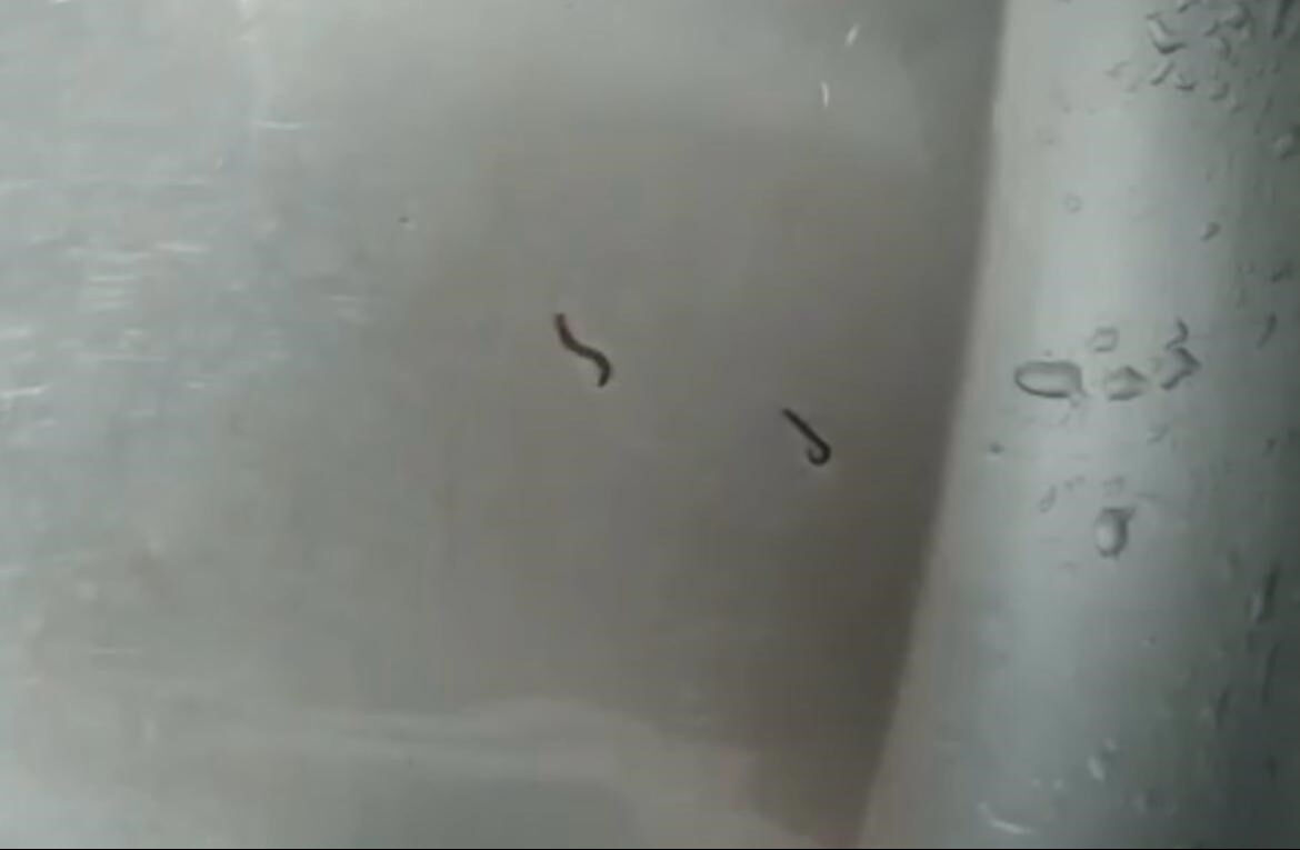 Tekirdağlılar neye uğradığını şaşırdı: İçme suyu şebekesinden kurtlar çıkıyor - 2. Resim