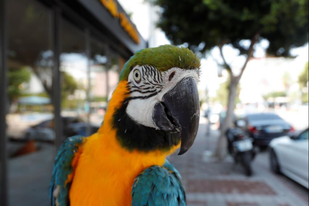 Turgut &Ouml;zal'ın kaybolan papağanından sevindiren haber! 3 g&uuml;n sonra bulundu - 4. Resim