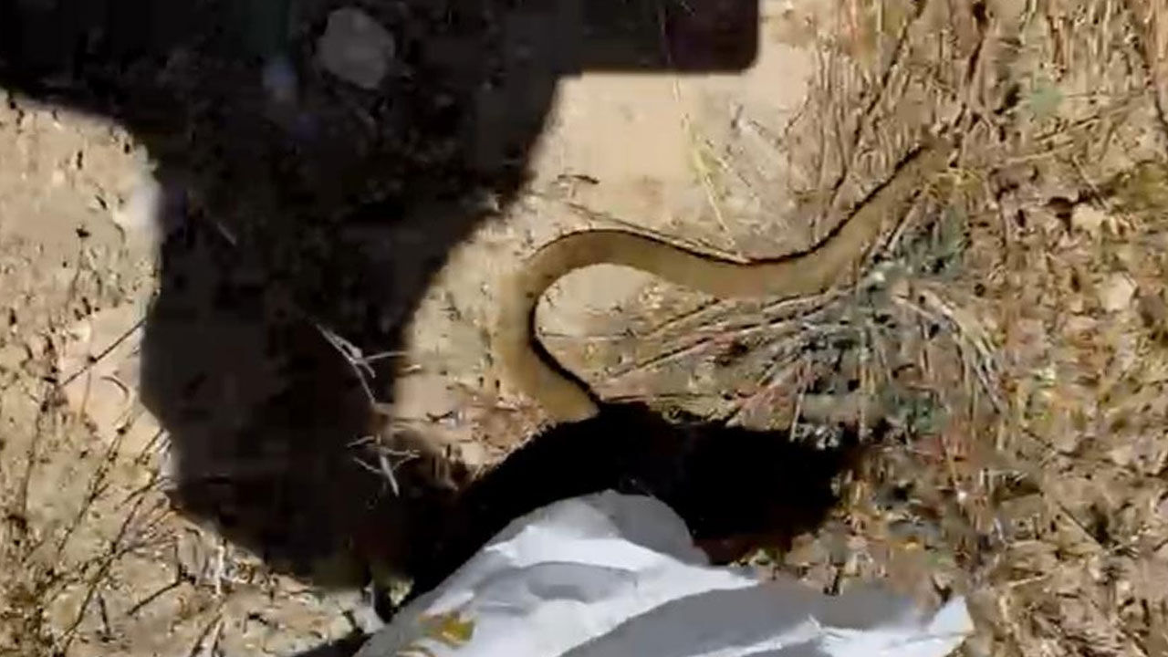 Yürek hoplatan anlar! 2 metrelik yılanla dost oldu, ‘kanka’ deyip boynuna doladı - 3. Resim