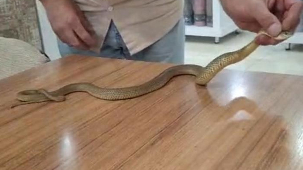 Yürek hoplatan anlar! 2 metrelik yılanla dost oldu, ‘kanka’ deyip boynuna doladı - 4. Resim