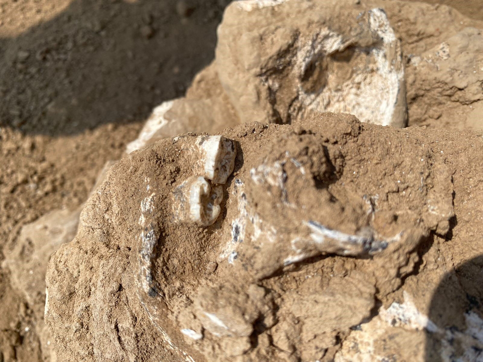 1.8 milyon yıllık insan çenesi bulundu! - 1. Resim