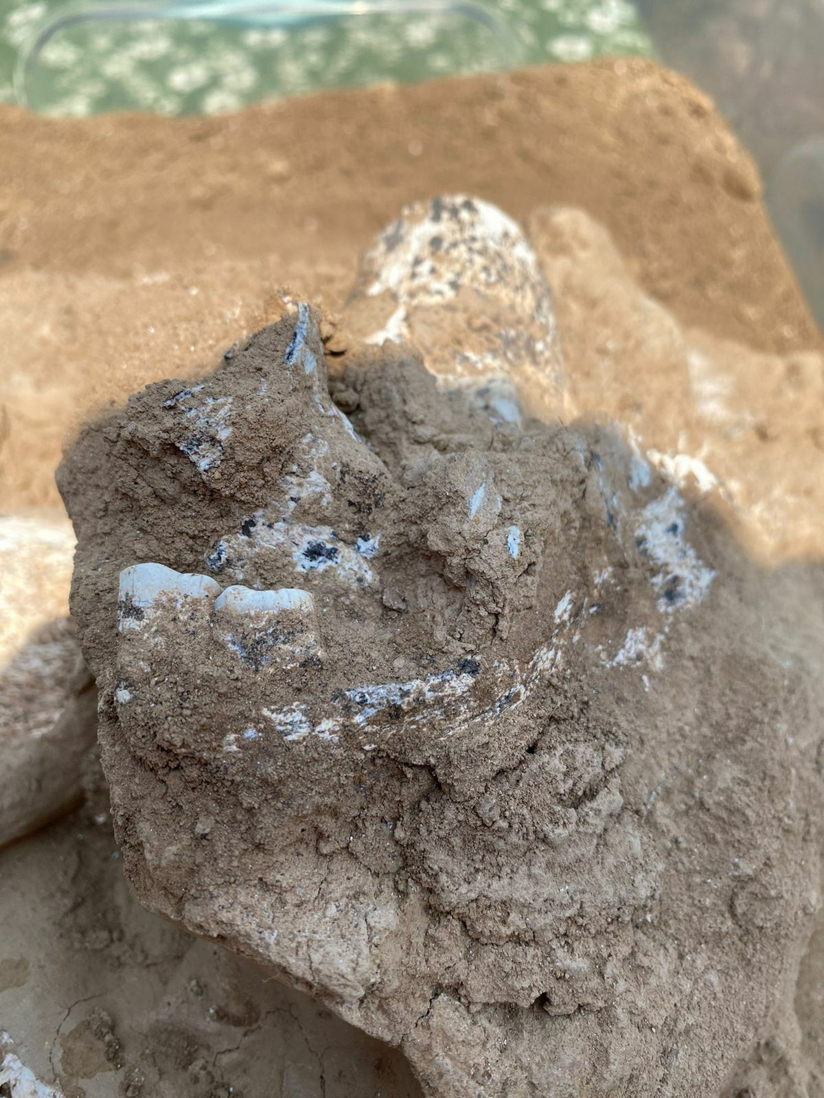 1.8 milyon yıllık insan çenesi bulundu! - 2. Resim