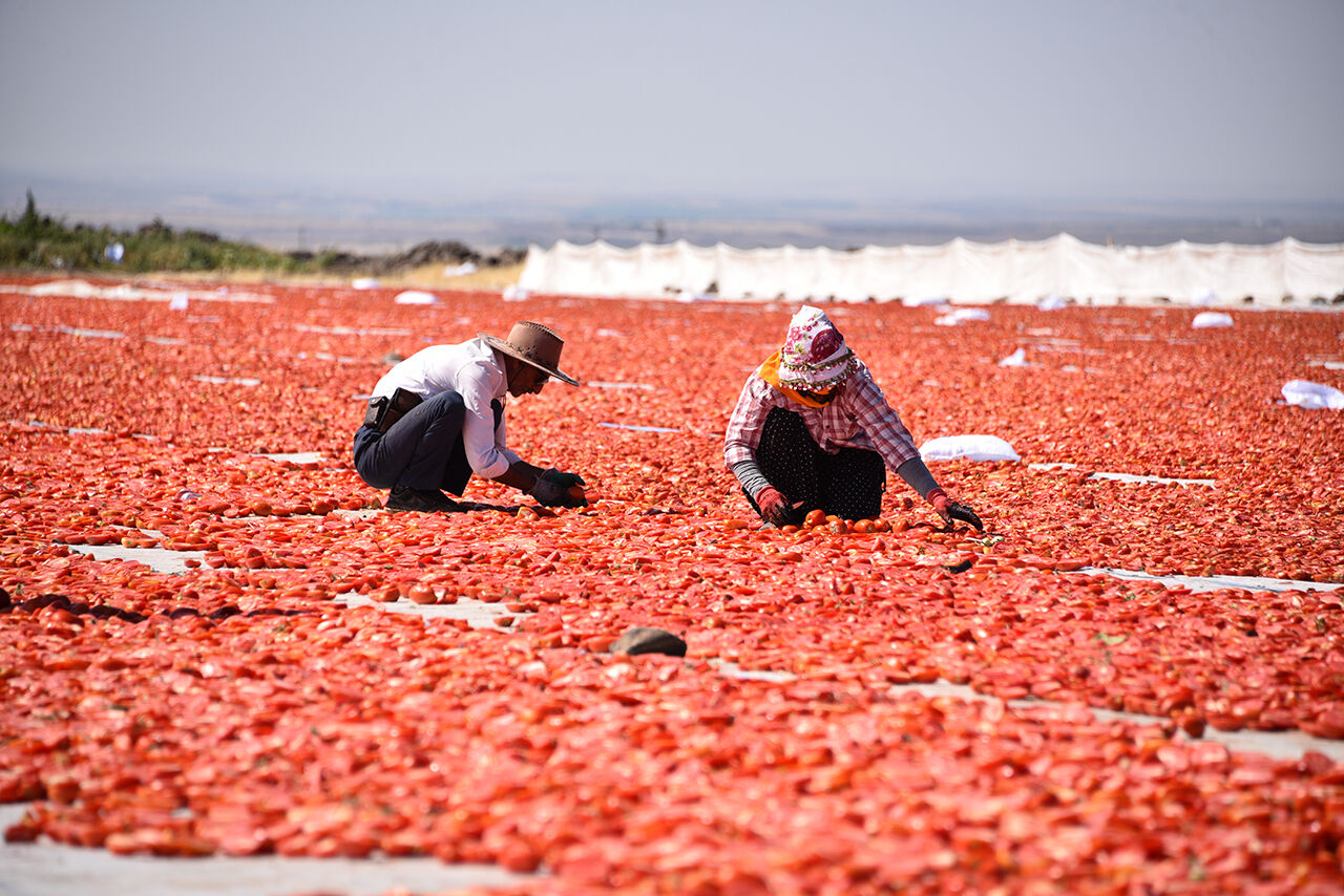 Aşırı sıcakları verimi d&uuml;ş&uuml;rd&uuml;! Kuru domates &uuml;retiminde tablo vahim - 1. Resim