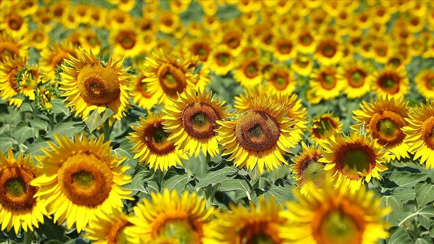 Ayçiçeği yağında paniğe gerek yok! Fiyatlar artacak denilerek fırsatçıların ekmeğine yağ sürmeyelim - 1. Resim