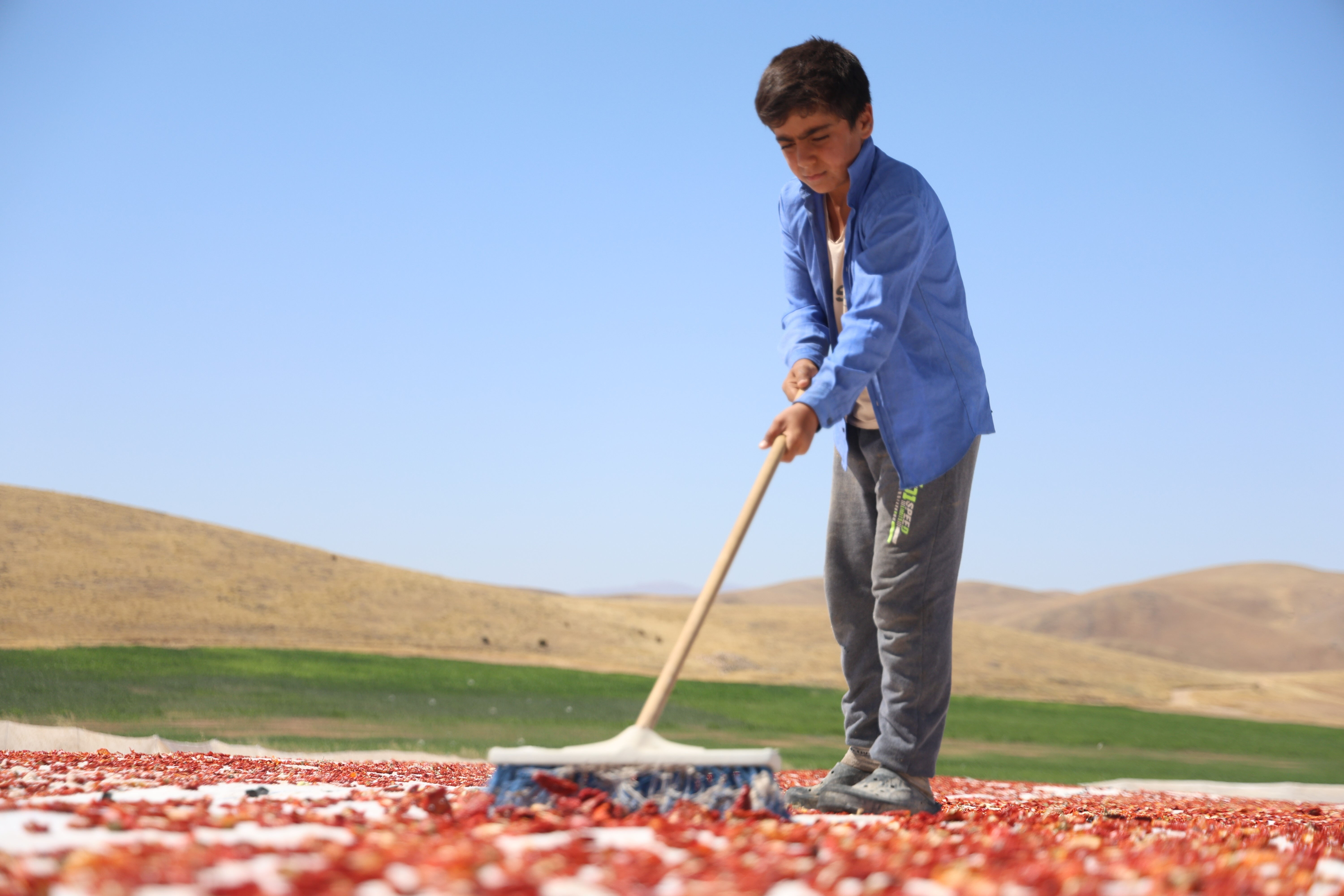 Elazığ'da üretiliyor; ABD, Fransa, İngiltere ve Hollanda'ya gönderiliyor! Kilosu 4 euro... - 4. Resim