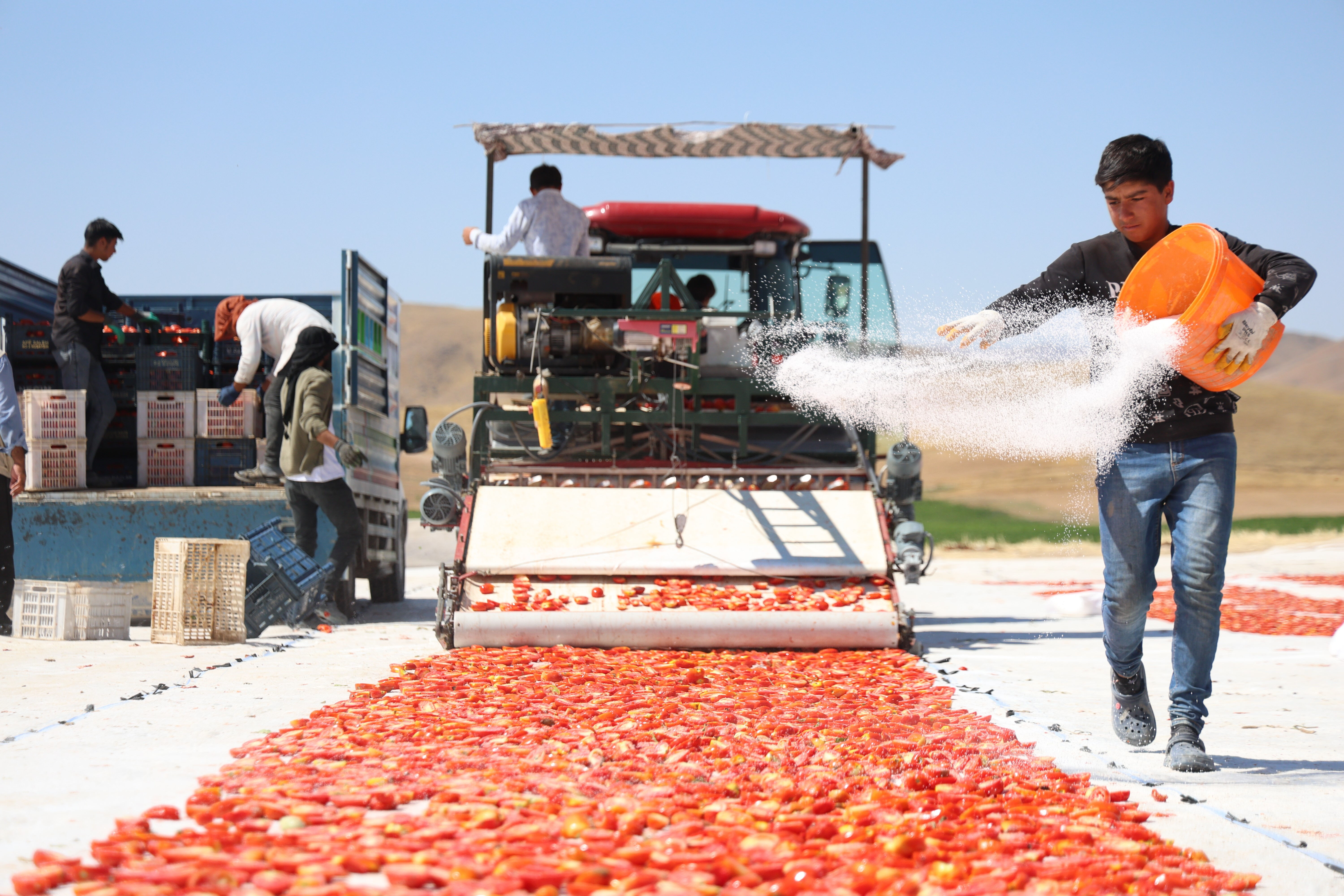 Elazığ'da üretiliyor; ABD, Fransa, İngiltere ve Hollanda'ya gönderiliyor! Kilosu 4 euro... - 2. Resim