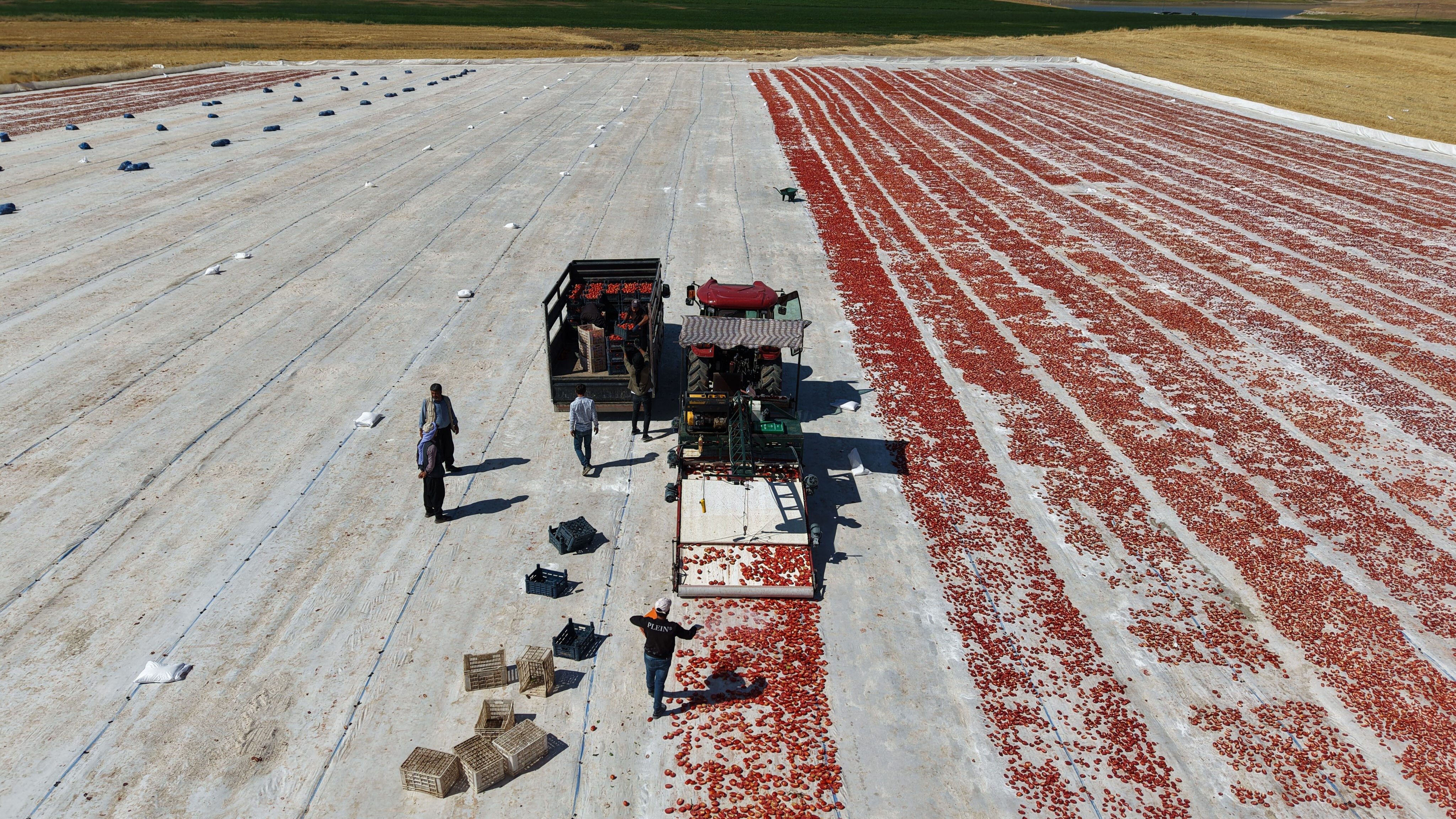 Elazığ'da üretiliyor; ABD, Fransa, İngiltere ve Hollanda'ya gönderiliyor! Kilosu 4 euro... - 1. Resim