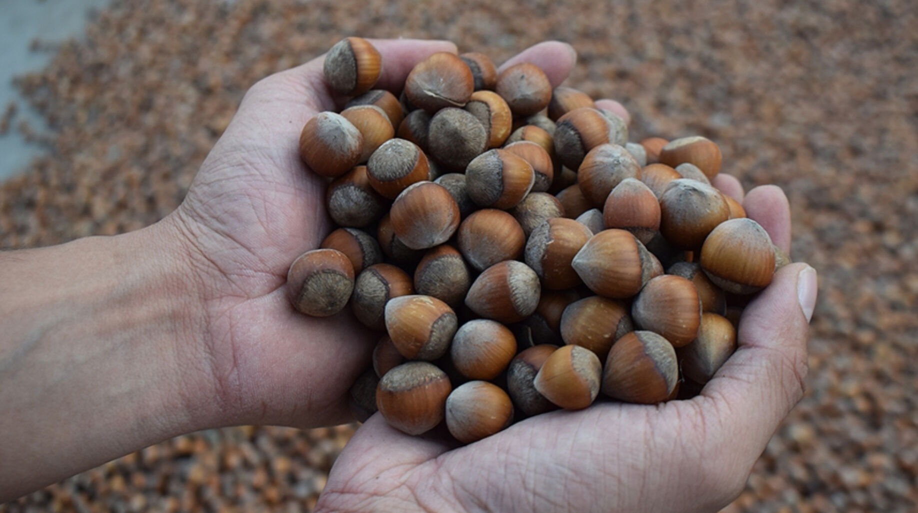 Ordu fındık fiyatları araştırılıyor! 27 Ağustos fındık fiyatı ne kadar, kaç TL oldu? - 2. Resim