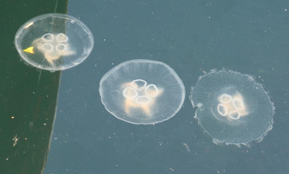 "Tam bitti" derken başka kabus başladı! Ciddi boyutlara ulaştı "Tam bitti" derken başka kabus başladı! Ciddi boyutlara ulaştı - 2. Resim