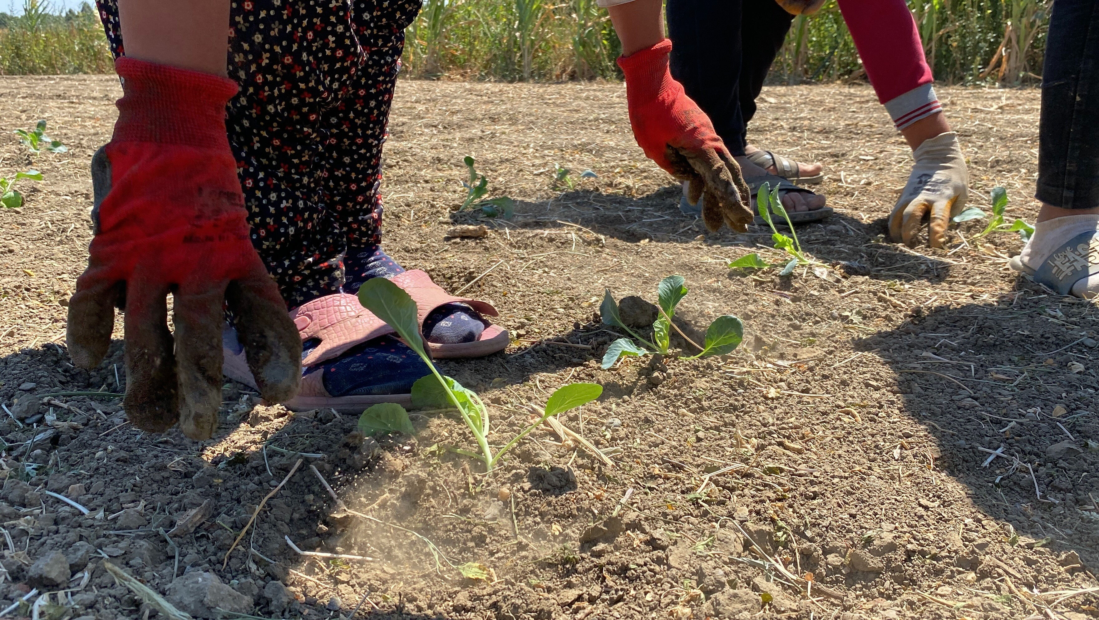 Toprağı kuruyan çiftçiden kötü haber geldi! Üretim durma noktasında - 2. Resim