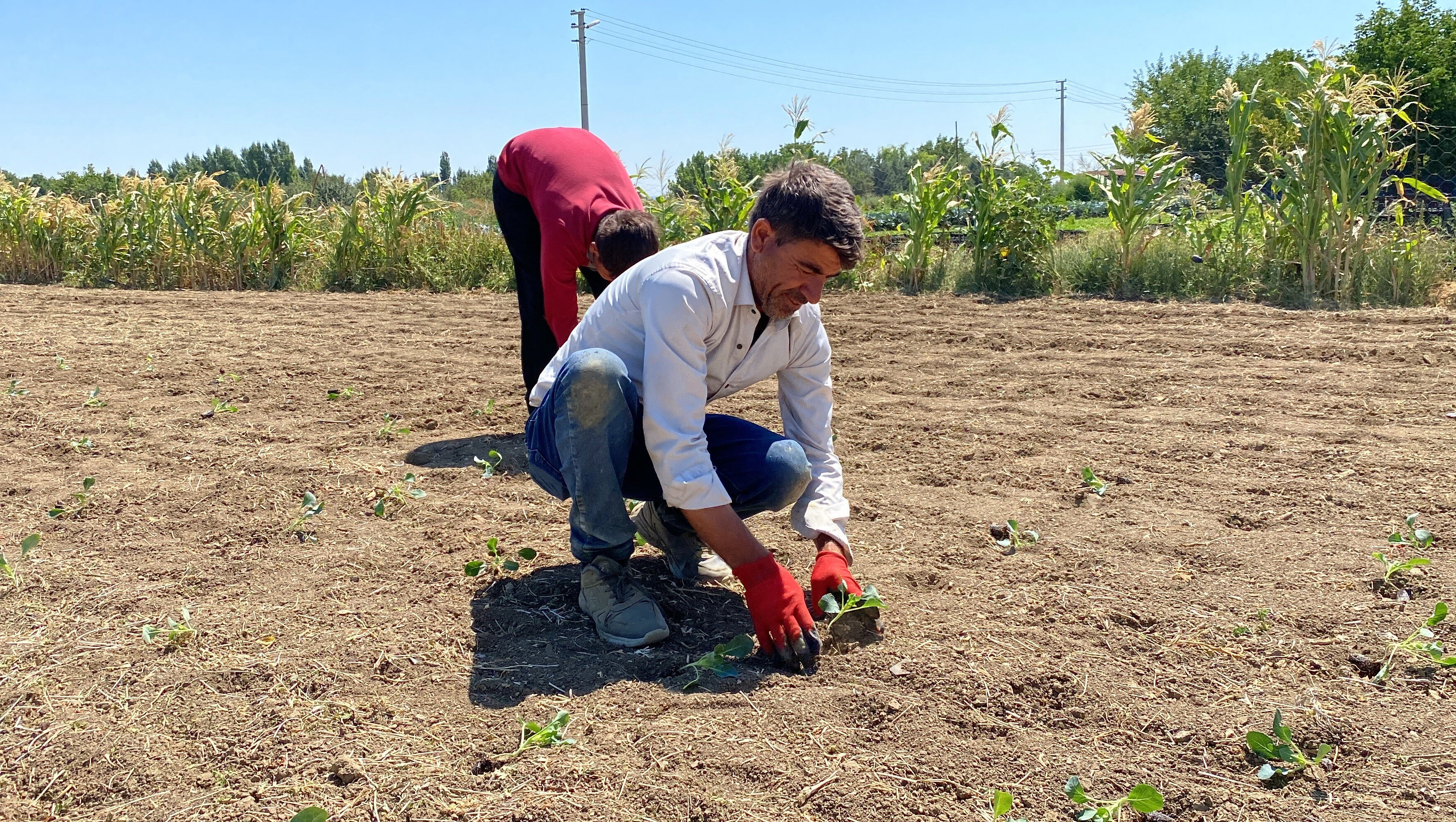 Toprağı kuruyan çiftçiden kötü haber geldi! Üretim durma noktasında - 1. Resim