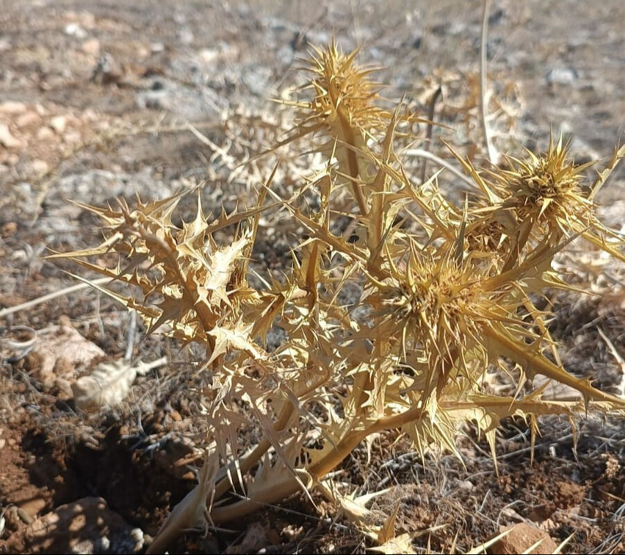 Doğada kendi kendine yetişiyor! Sanki altın... Tanesi 30, kilosu 10 bin lira - 1. Resim