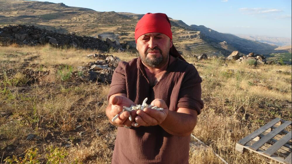 Doğada kendi kendine yetişiyor! Sanki altın... Tanesi 30, kilosu 10 bin lira - 2. Resim