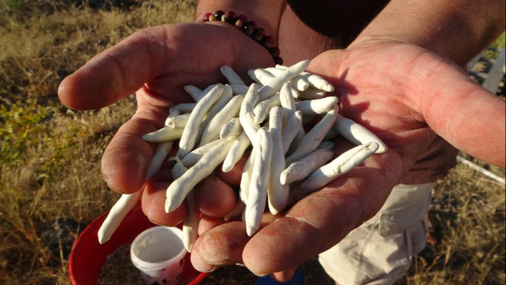 Doğada kendi kendine yetişiyor! Sanki altın... Tanesi 30, kilosu 10 bin lira - 3. Resim