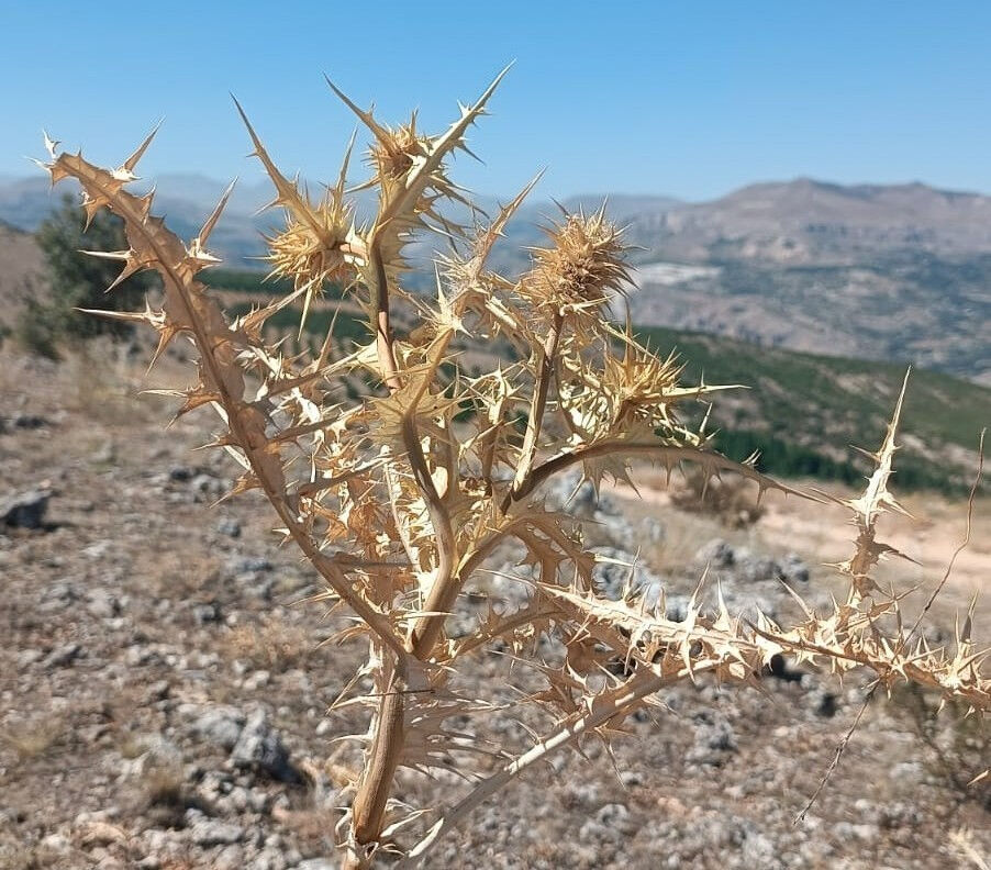 Doğada kendi kendine yetişiyor! Sanki altın... Tanesi 30, kilosu 10 bin lira - 4. Resim
