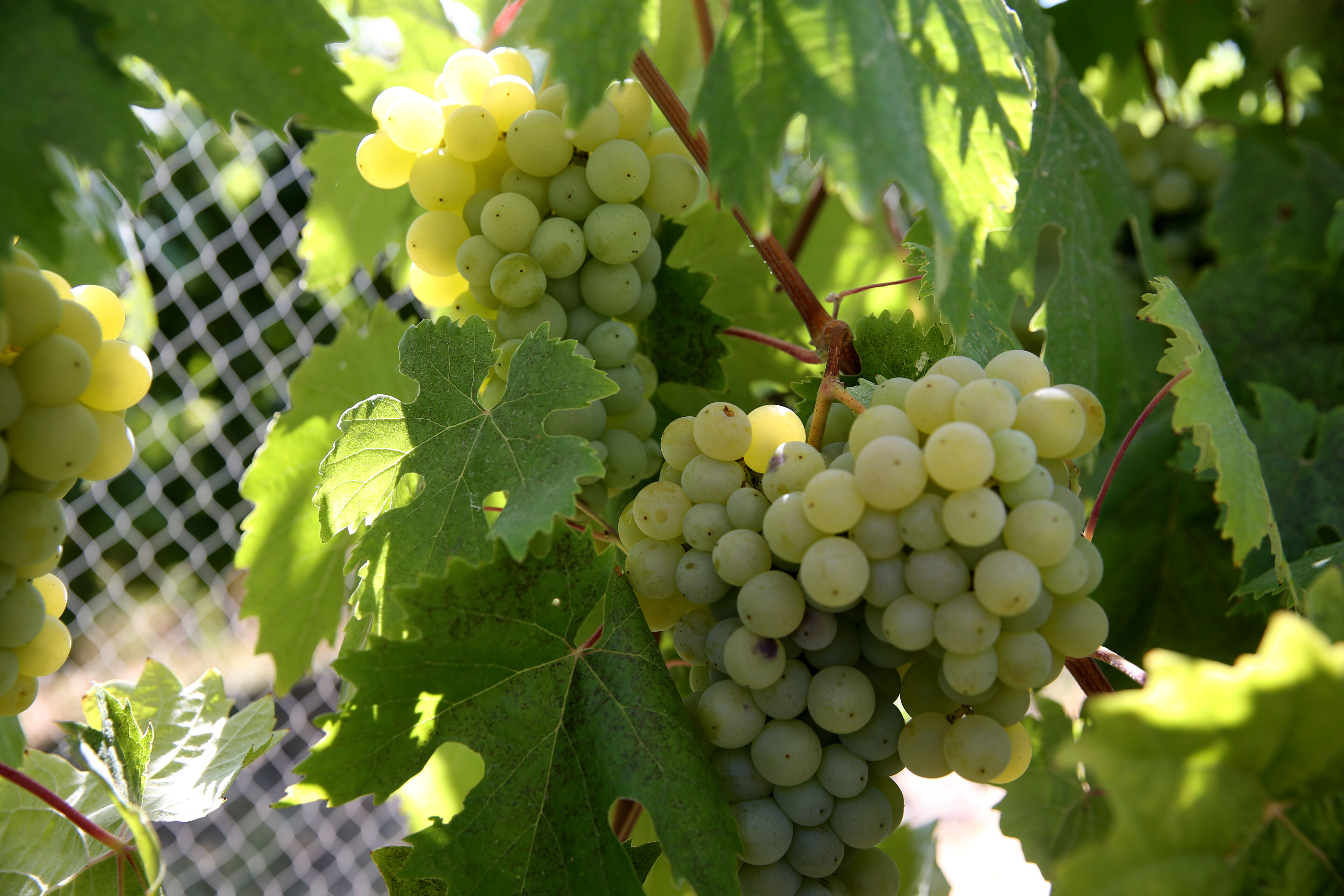 Hasat başladı, dekar başına 1,5 ton verim bekleniyor! Kilosu 150 lira... - 2. Resim