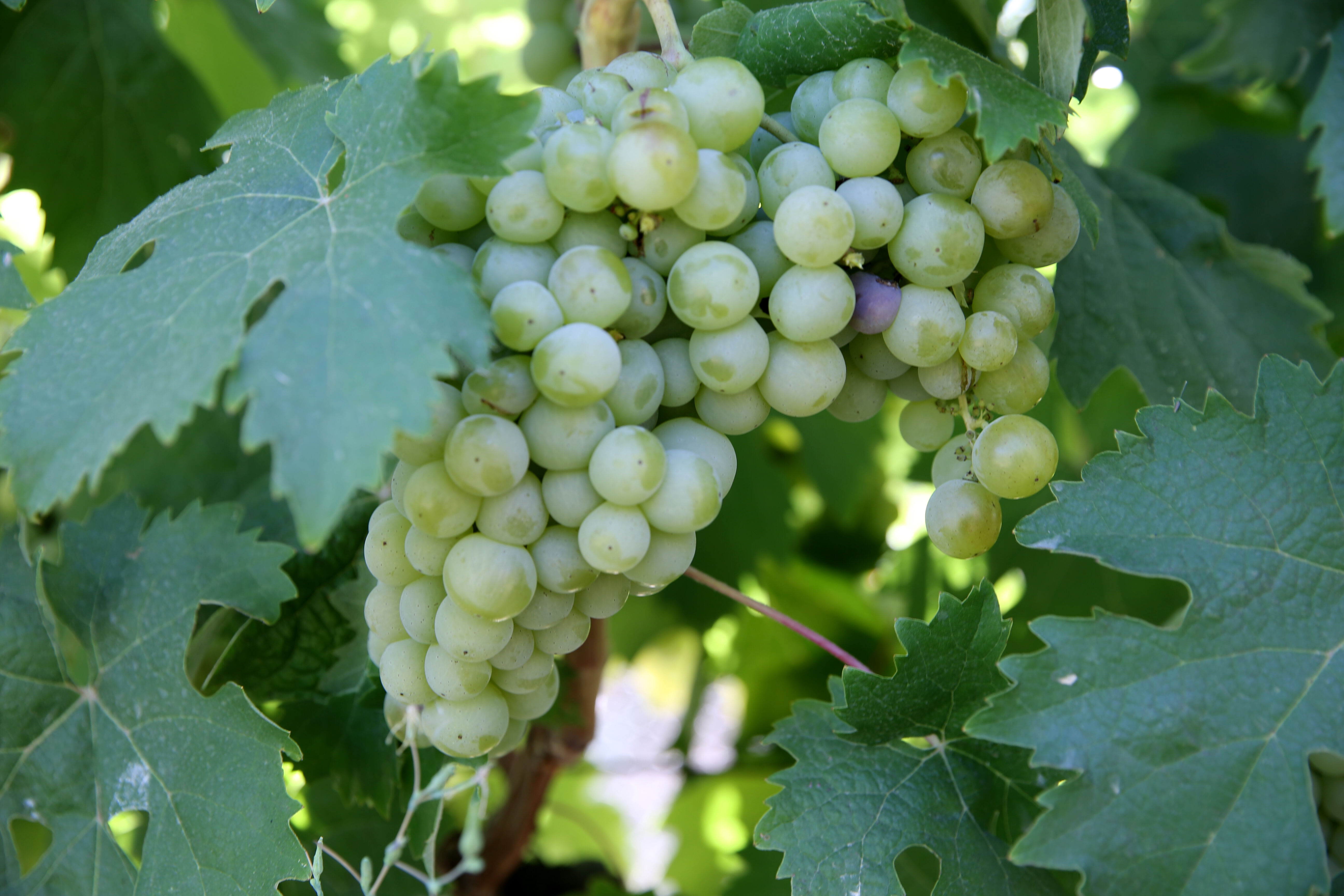 Hasat başladı, dekar başına 1,5 ton verim bekleniyor! Kilosu 150 lira... - 3. Resim