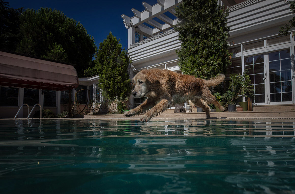 Havuzlu villada eşek besleyen aile! Sahiplendikleri hayvanları görenler hayret ediyor - 10. Resim
