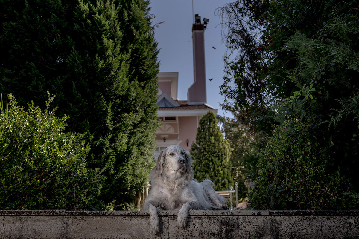 Havuzlu villada eşek besleyen aile! Sahiplendikleri hayvanları görenler hayret ediyor - 16. Resim