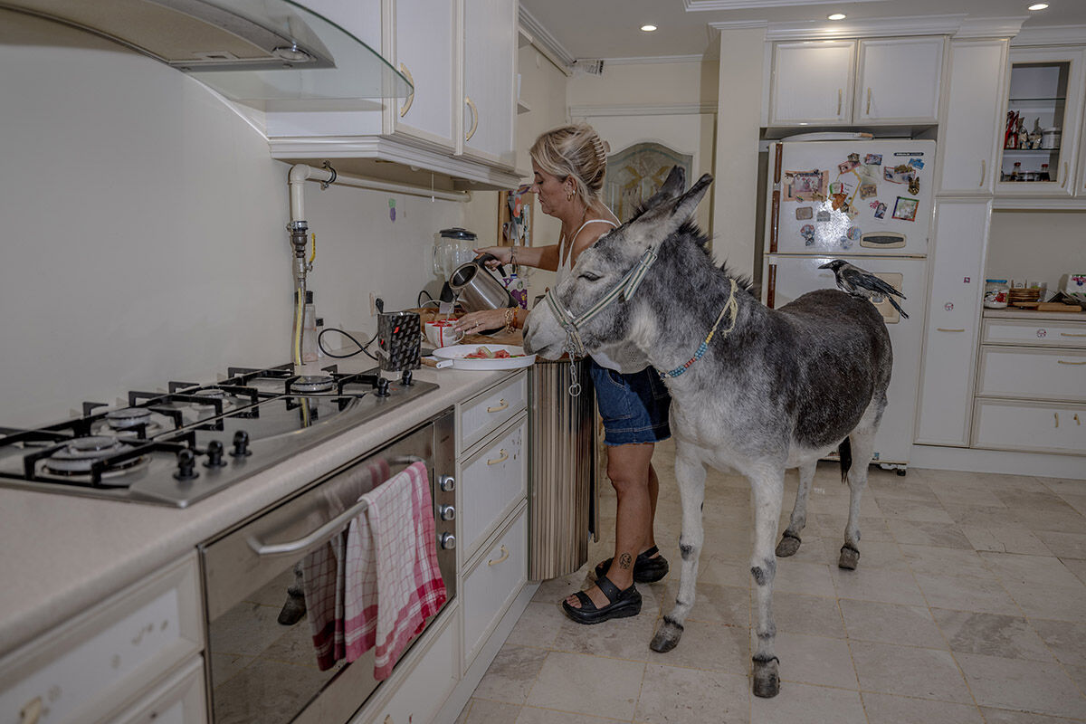 Havuzlu villada eşek besleyen aile! Sahiplendikleri hayvanları görenler hayret ediyor - 1. Resim