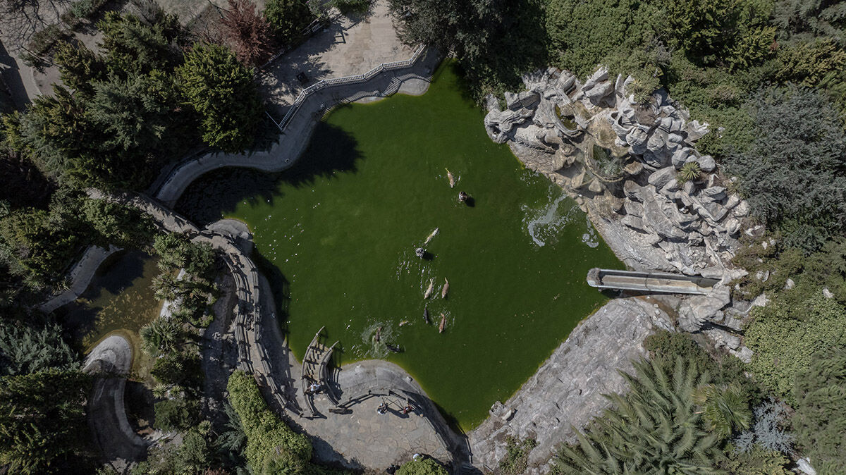 Havuzlu villada eşek besleyen aile! Sahiplendikleri hayvanları görenler hayret ediyor - 14. Resim