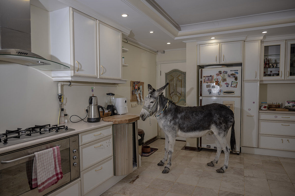 Havuzlu villada eşek besleyen aile! Sahiplendikleri hayvanları görenler hayret ediyor - 7. Resim