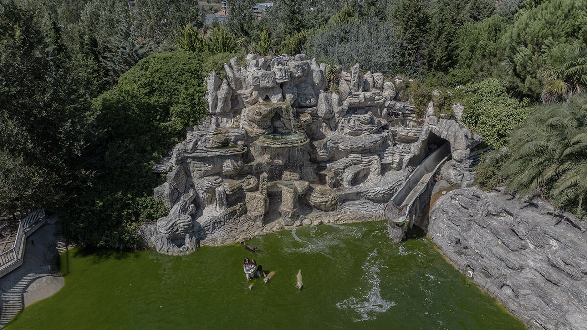 Havuzlu villada eşek besleyen aile! Sahiplendikleri hayvanları görenler hayret ediyor - 4. Resim