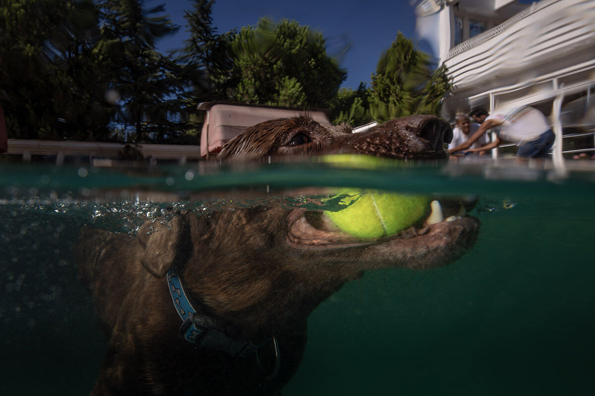 Havuzlu villada eşek besleyen aile! Sahiplendikleri hayvanları görenler hayret ediyor - 13. Resim