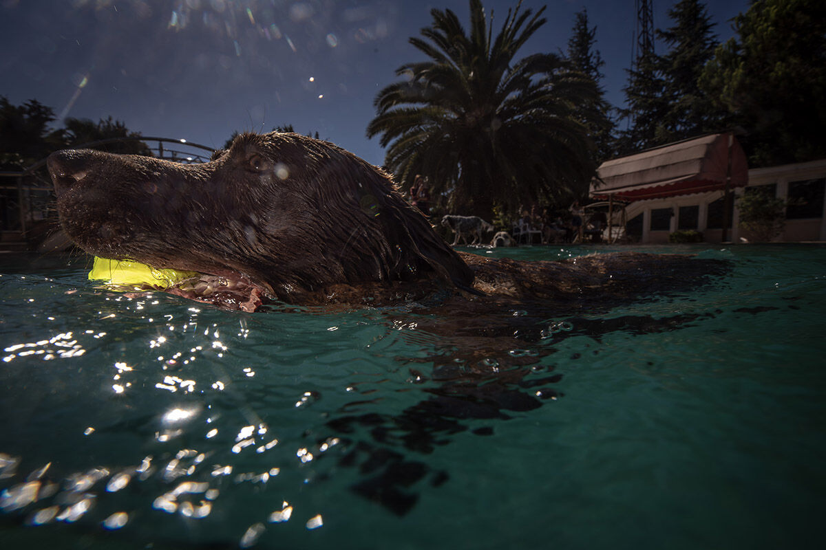 Havuzlu villada eşek besleyen aile! Sahiplendikleri hayvanları görenler hayret ediyor - 12. Resim