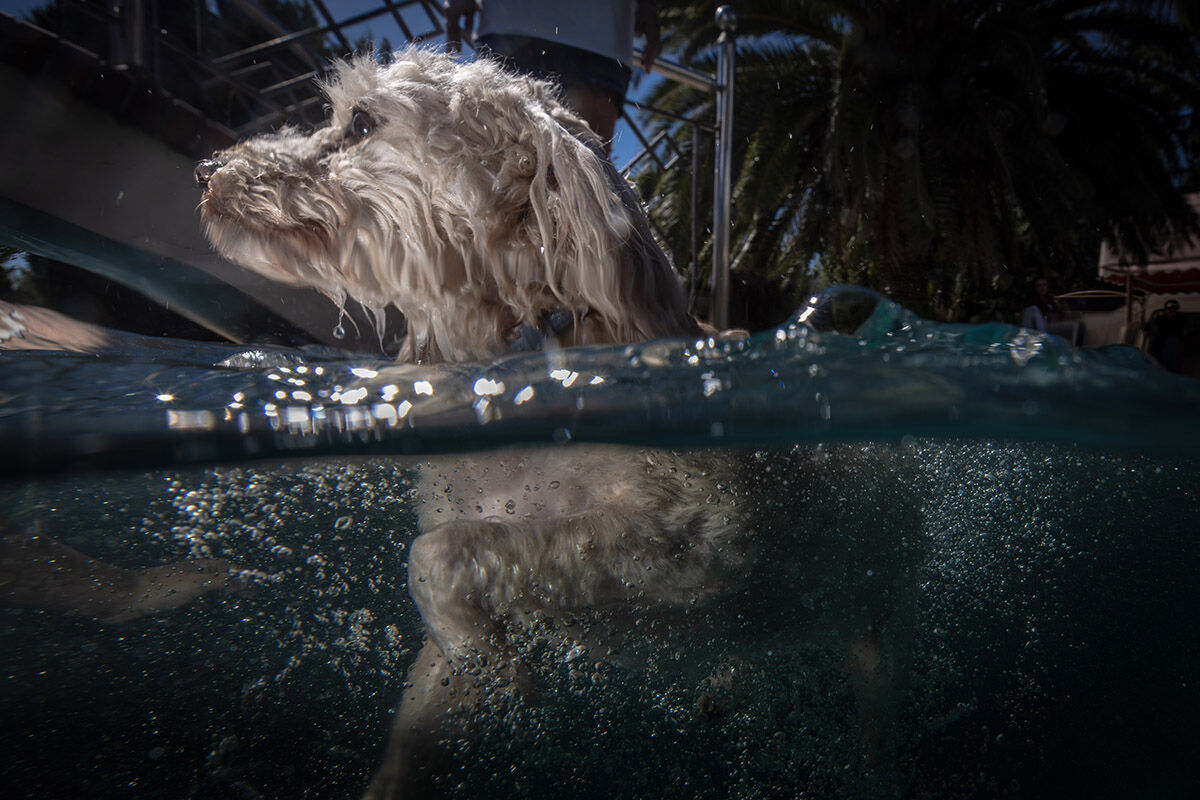 Havuzlu villada eşek besleyen aile! Sahiplendikleri hayvanları görenler hayret ediyor - 11. Resim
