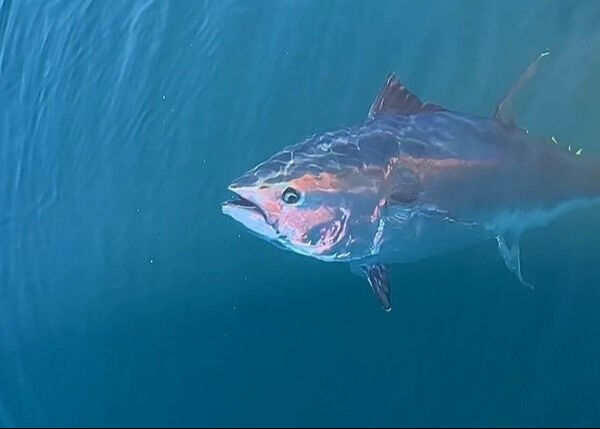 Japonlar ve Güney Koreliler, Türk balıkçıları bekliyor! Geliri 130 milyon dolar - 1. Resim
