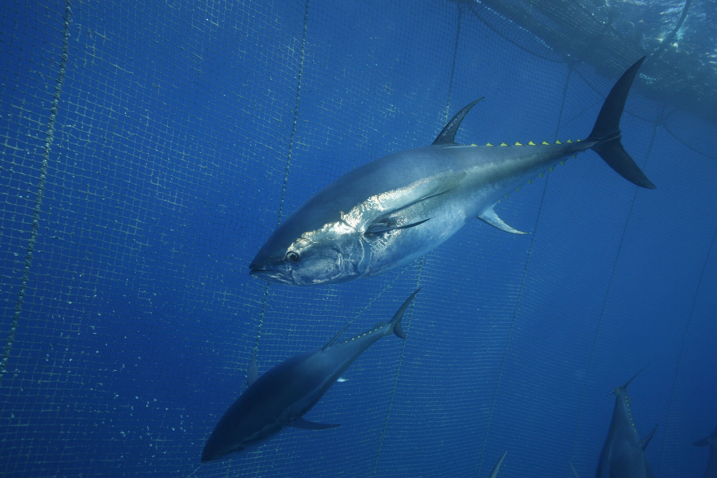 Japonlar ve Güney Koreliler, Türk balıkçıları bekliyor! Geliri 130 milyon dolar - 3. Resim