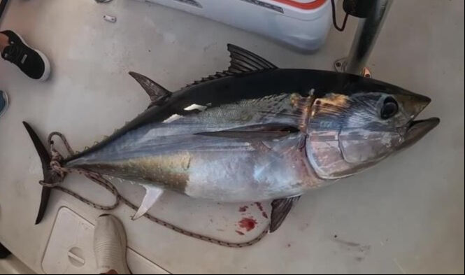 Japonlar ve Güney Koreliler, Türk balıkçıları bekliyor! Geliri 130 milyon dolar - 2. Resim