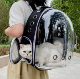 Yüksek hızlı trende kriz! Kedisi miyavladığı için 5 bin 500 TL ceza ödedi - 1. Resim