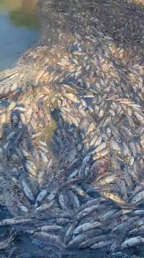 Kuraklık alarmı! Toplu balık ölümleri vatandaşı tedirgin etti Kuraklık alarmı! Toplu balık ölümleri vatandaşı tedirgin etti - 2. Resim