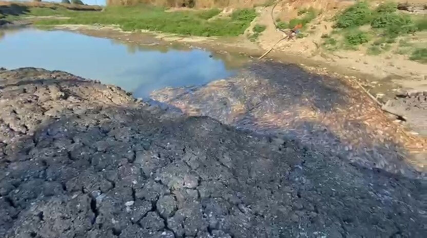 Kuraklık alarmı! Toplu balık ölümleri vatandaşı tedirgin etti Kuraklık alarmı! Toplu balık ölümleri vatandaşı tedirgin etti - 1. Resim