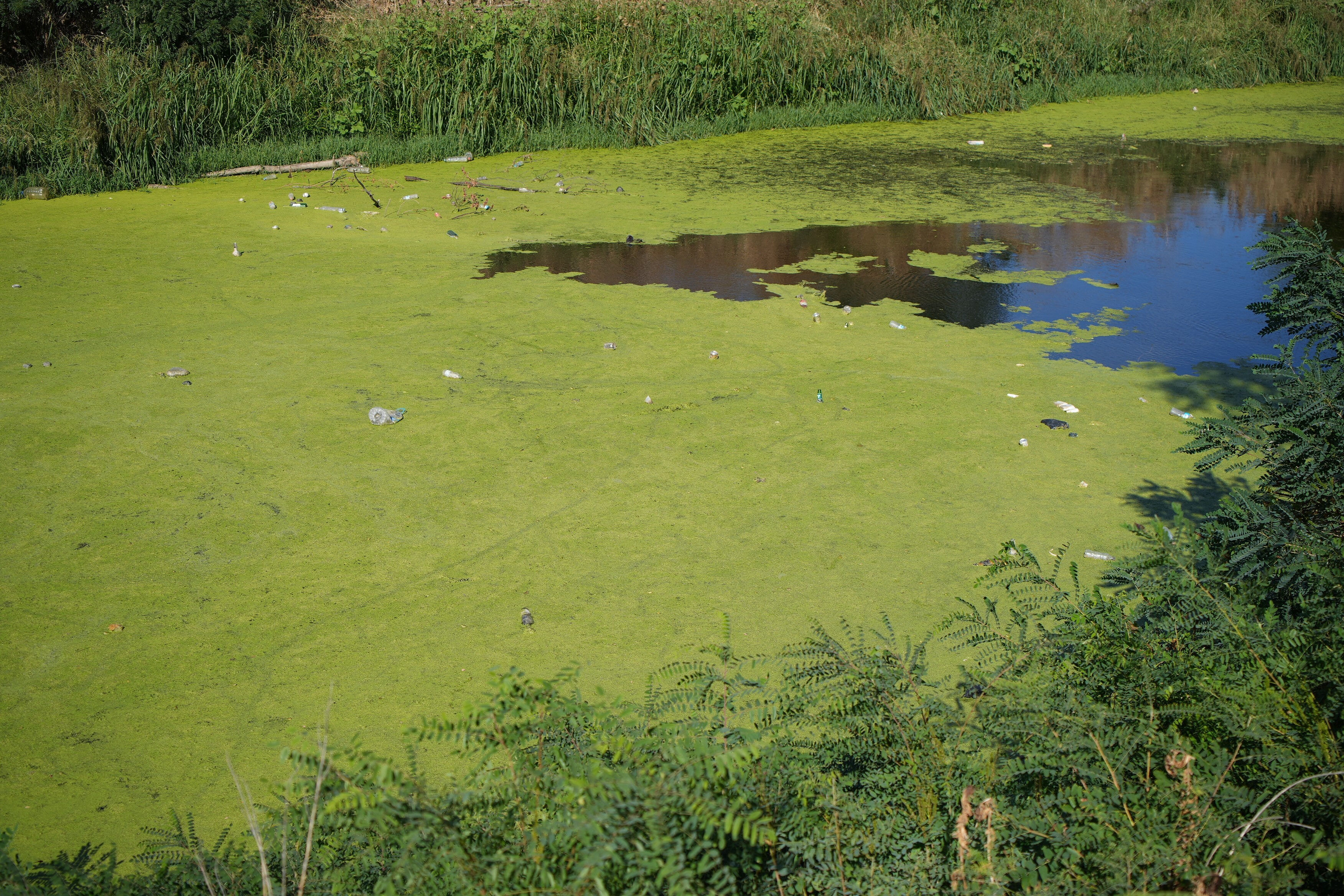 Tunca Nehri'nde felaketin manzarası: Suyun rengi dahi değişti, vatandaş acil önlem talep etti - 2. Resim