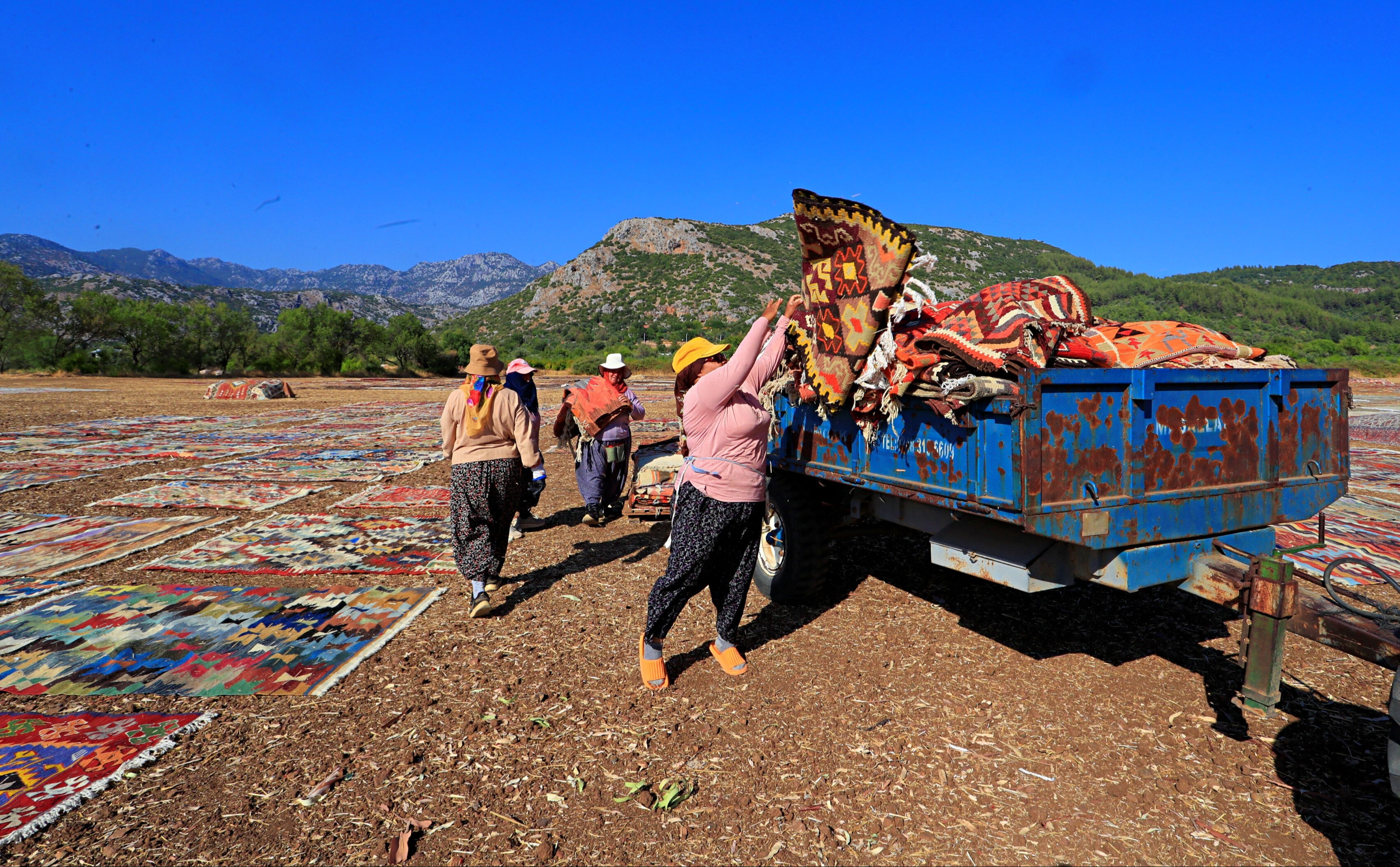 20 binden fazlası var, yurt dışından bile geliyor! Milyonluk 'hasat' için geceleri nöbet tutuyorlar - 2. Resim