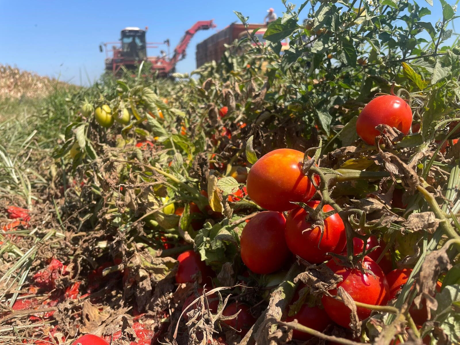 Girdiler artıyor, ürün fiyatları yeterli değil: Karacabey çiftçisi endişeli - 2. Resim