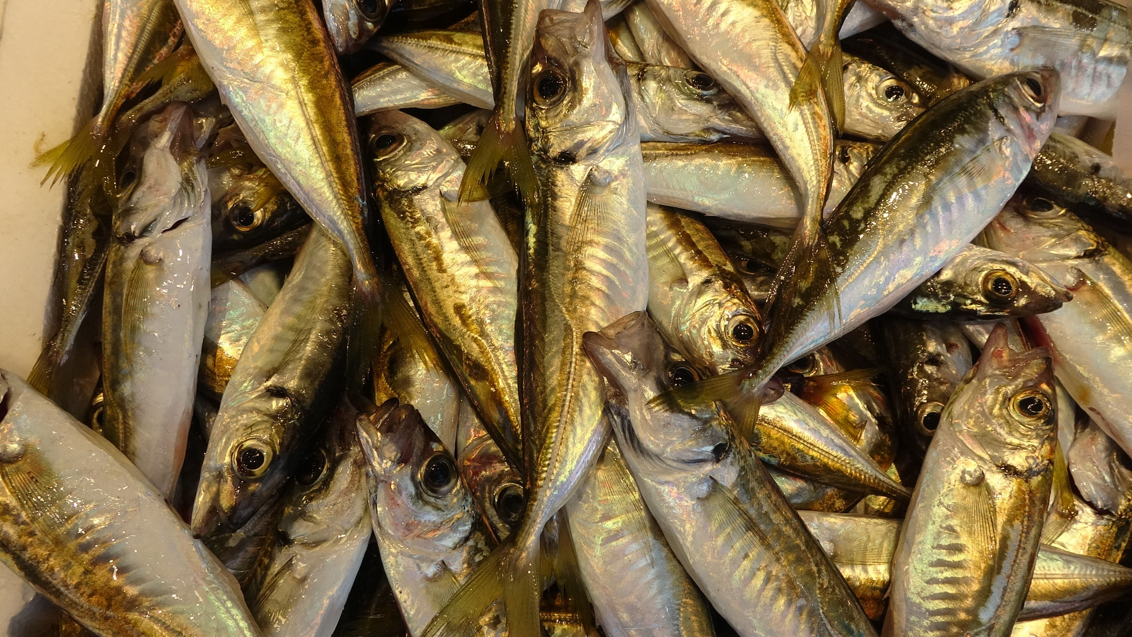 Balıkçılar 'Vira Bismillah' dedi, balık fiyatları geçen senenin yarısı! - 2. Resim