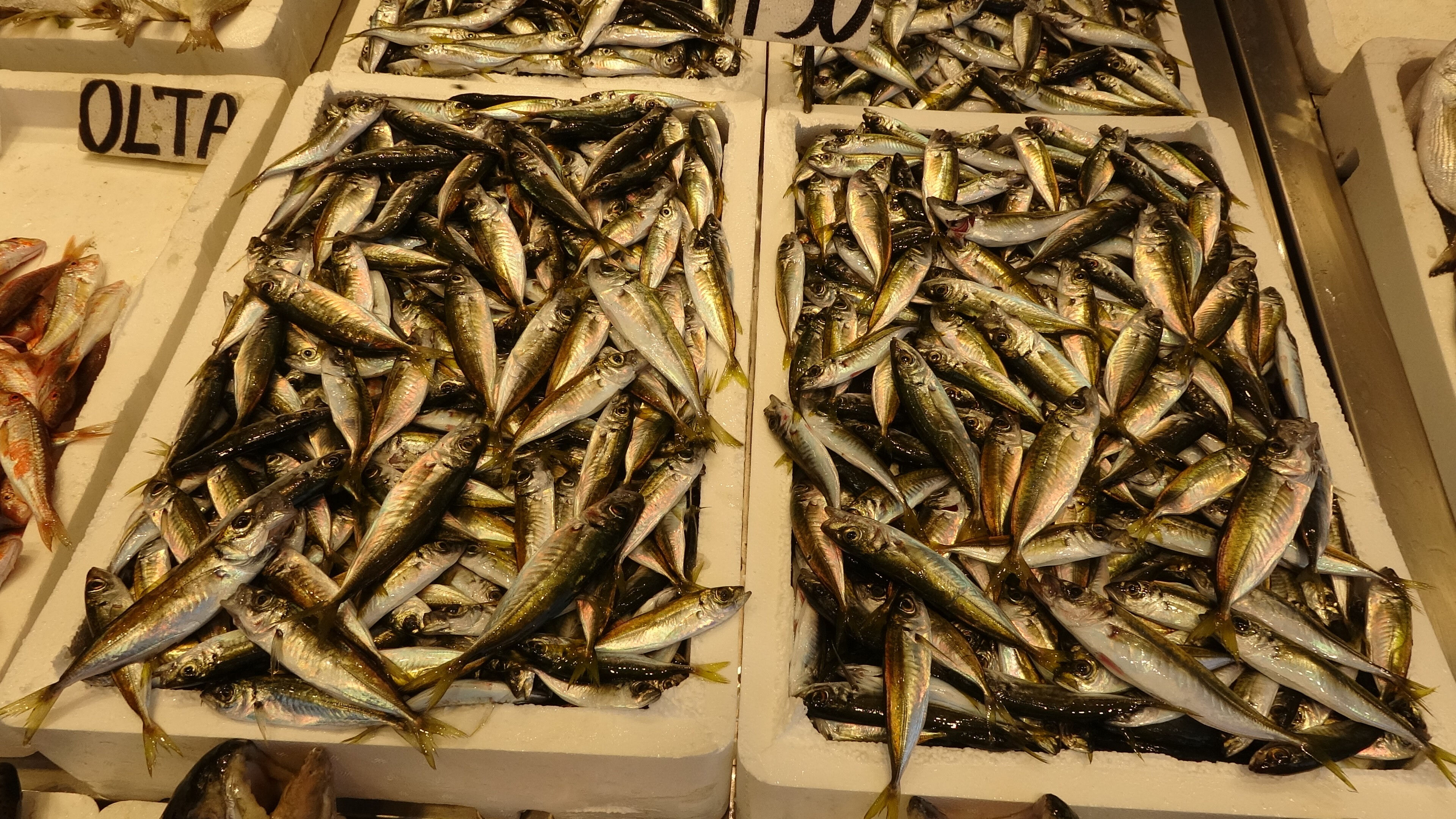 Balıkçılar 'Vira Bismillah' dedi, balık fiyatları geçen senenin yarısı! - 1. Resim