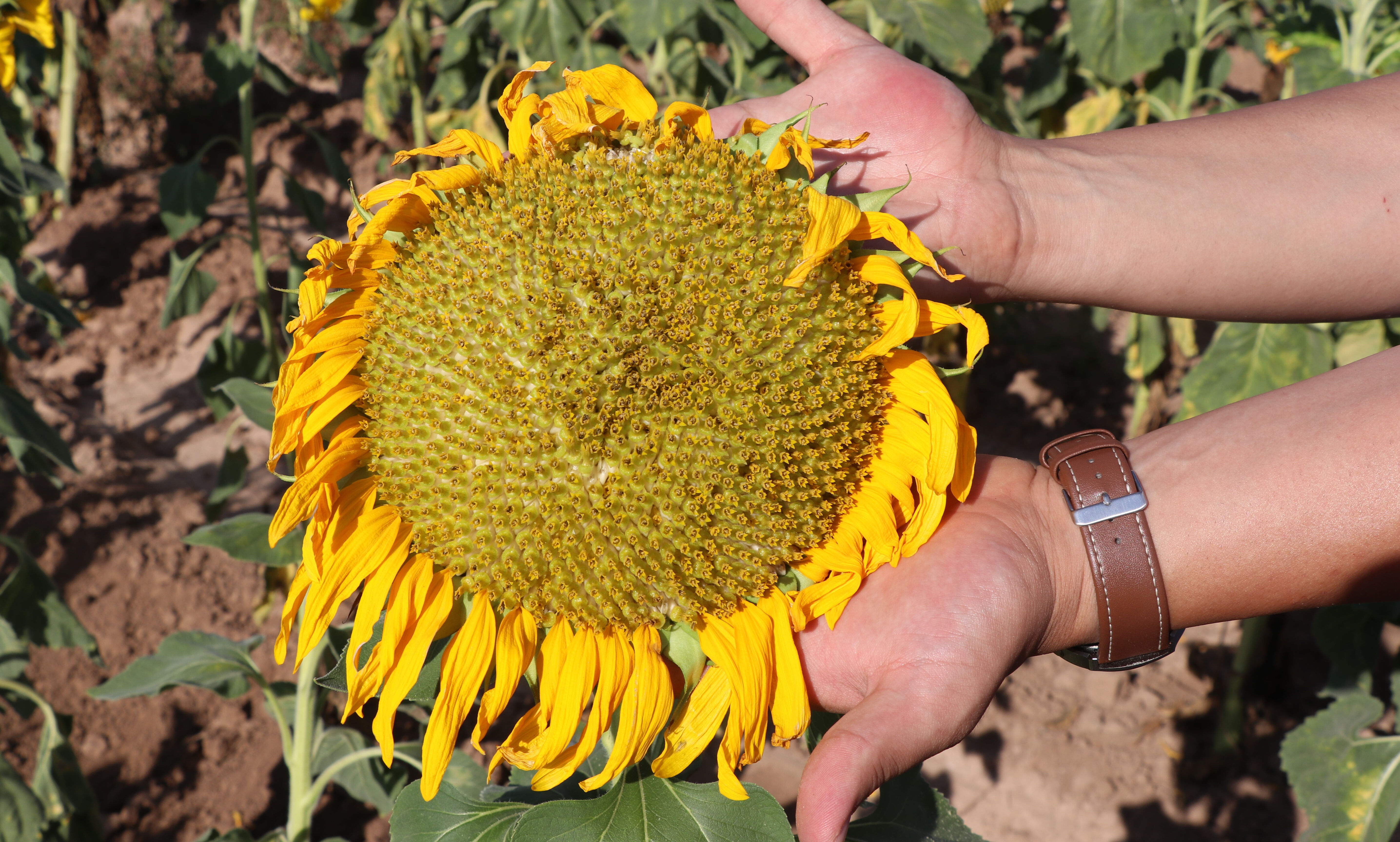 Hepsi hasat öncesi boynunu eğdi! Çiftçi umutlu, son 3 yılın en bereketli sezonu bekleniyor - 1. Resim