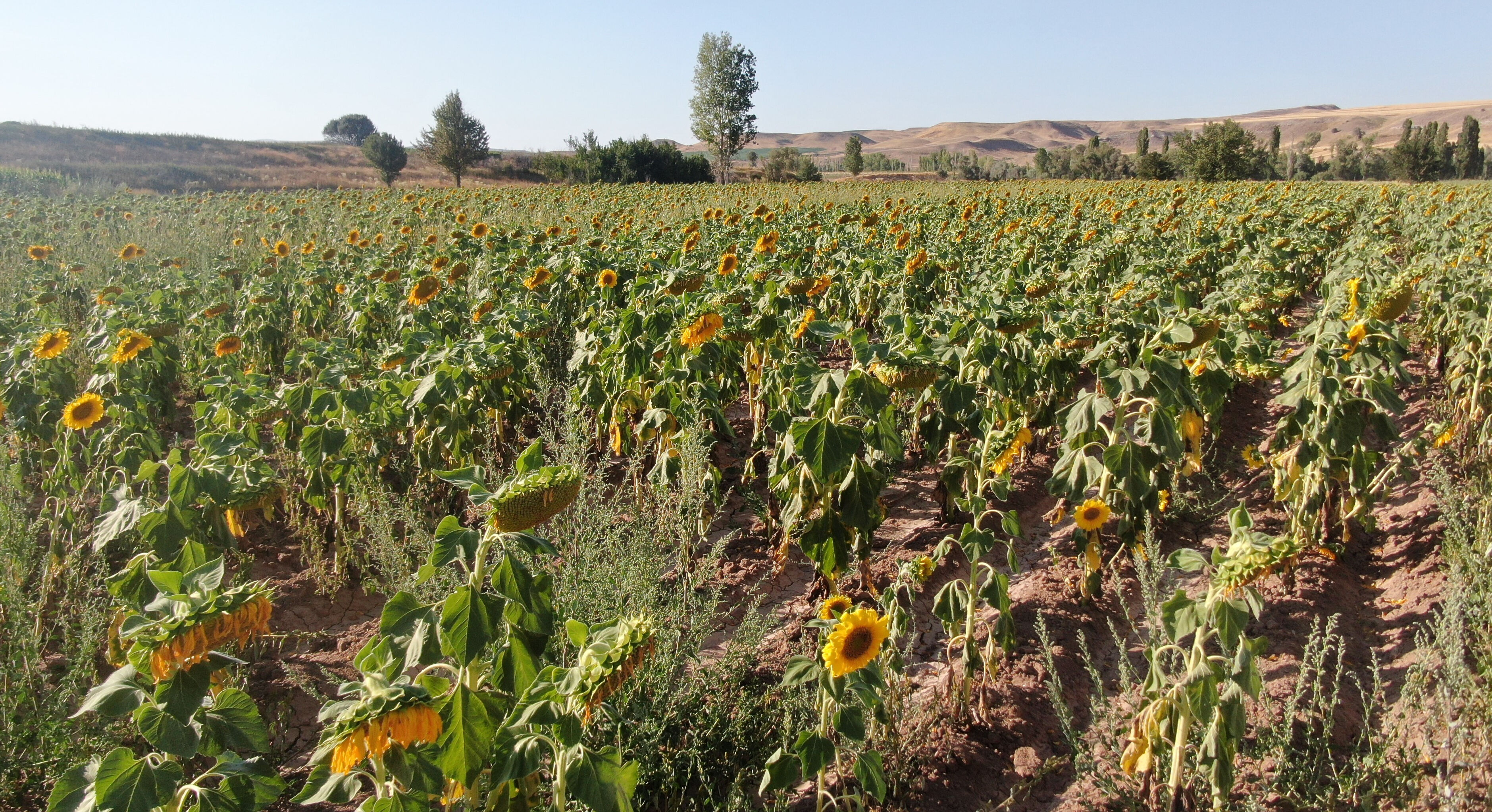 Hepsi hasat öncesi boynunu eğdi! Çiftçi umutlu, son 3 yılın en bereketli sezonu bekleniyor - 2. Resim