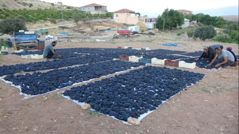 Kilosu 500 lira! Yurt dışından bile sipariş yağıyor - 1. Resim