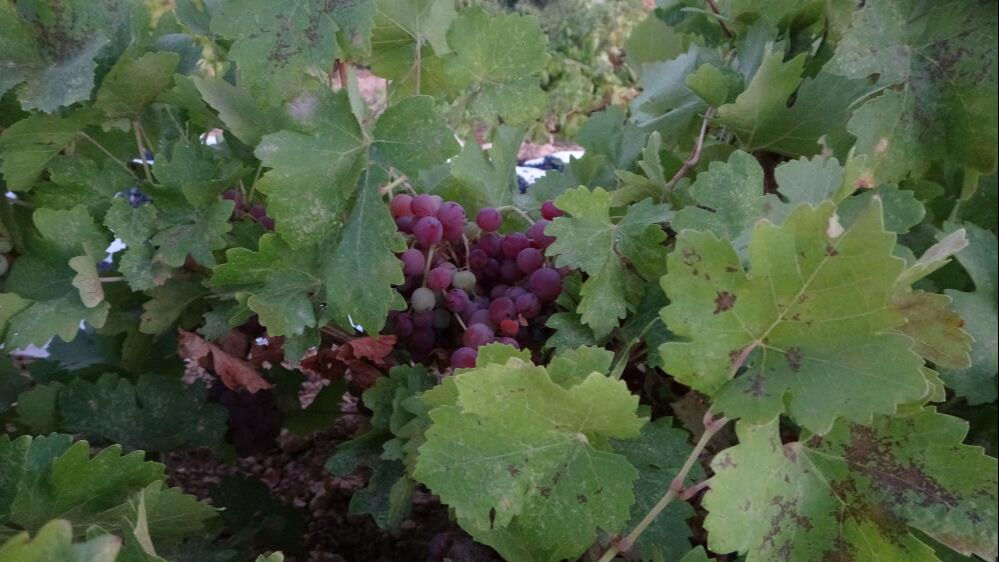 Kilosu 500 lira! Yurt dışından bile sipariş yağıyor - 2. Resim