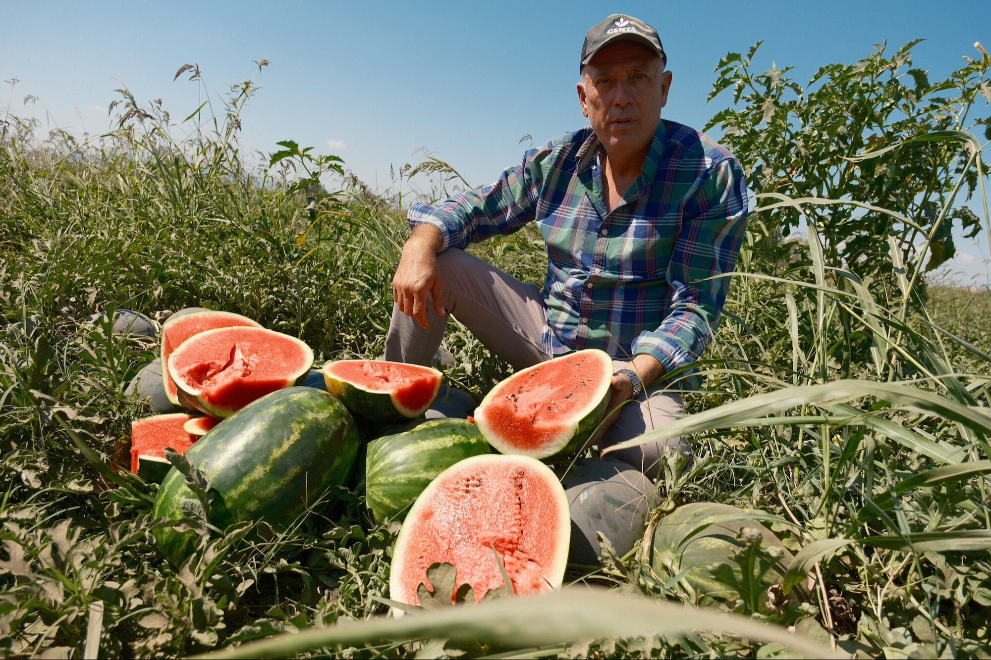 Sözleşmesine güvendi, kabusu yaşadı! Bir ili doyuracak karpuz tarlada kaldı - 1. Resim