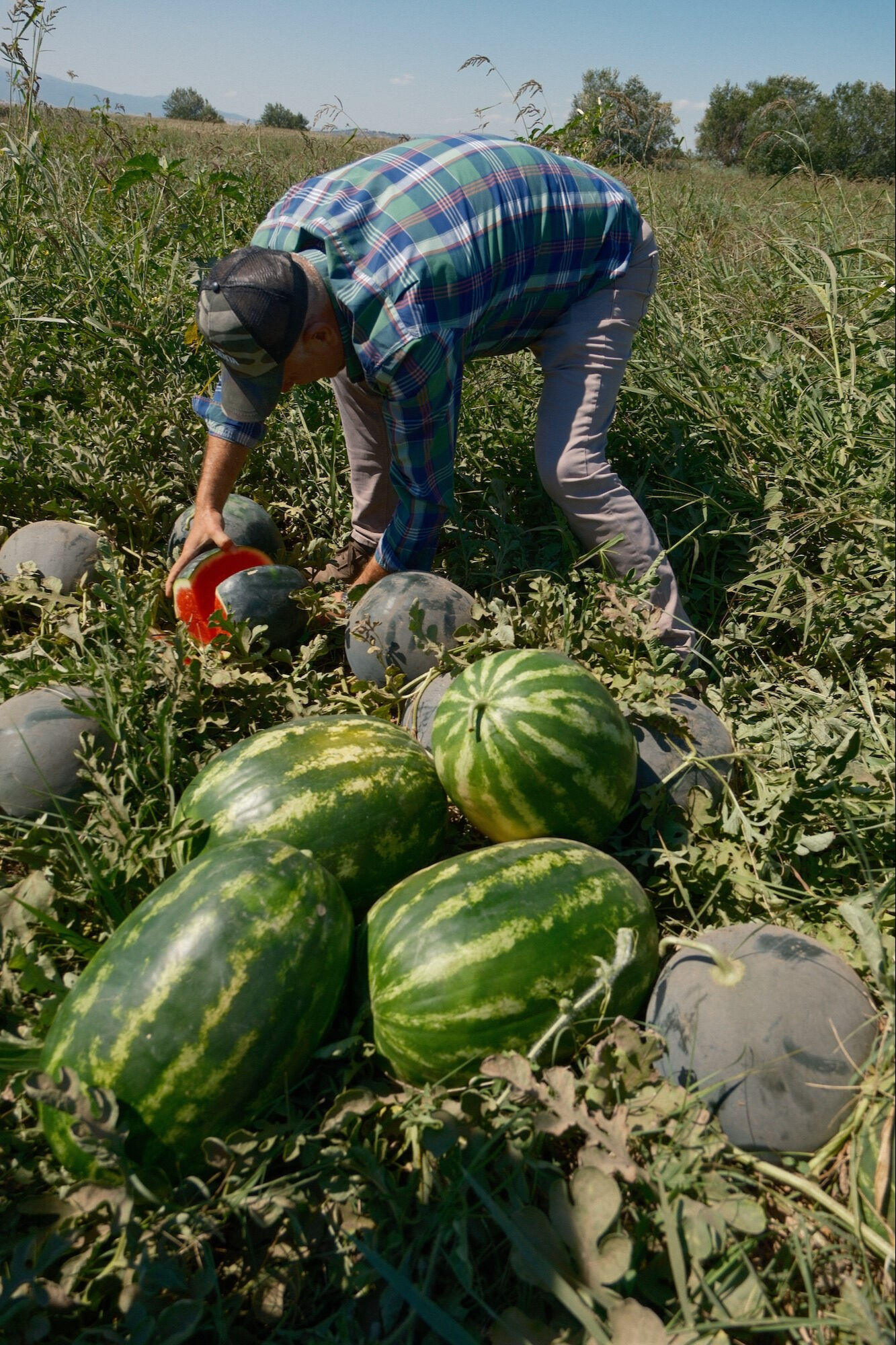 Sözleşmesine güvendi, kabusu yaşadı! Bir ili doyuracak karpuz tarlada kaldı - 2. Resim